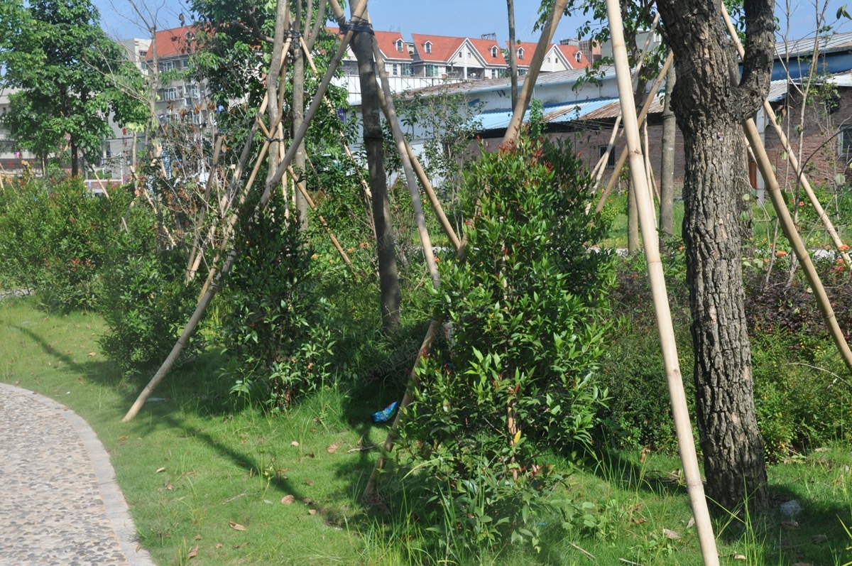 德洲城实景图—小区树木
